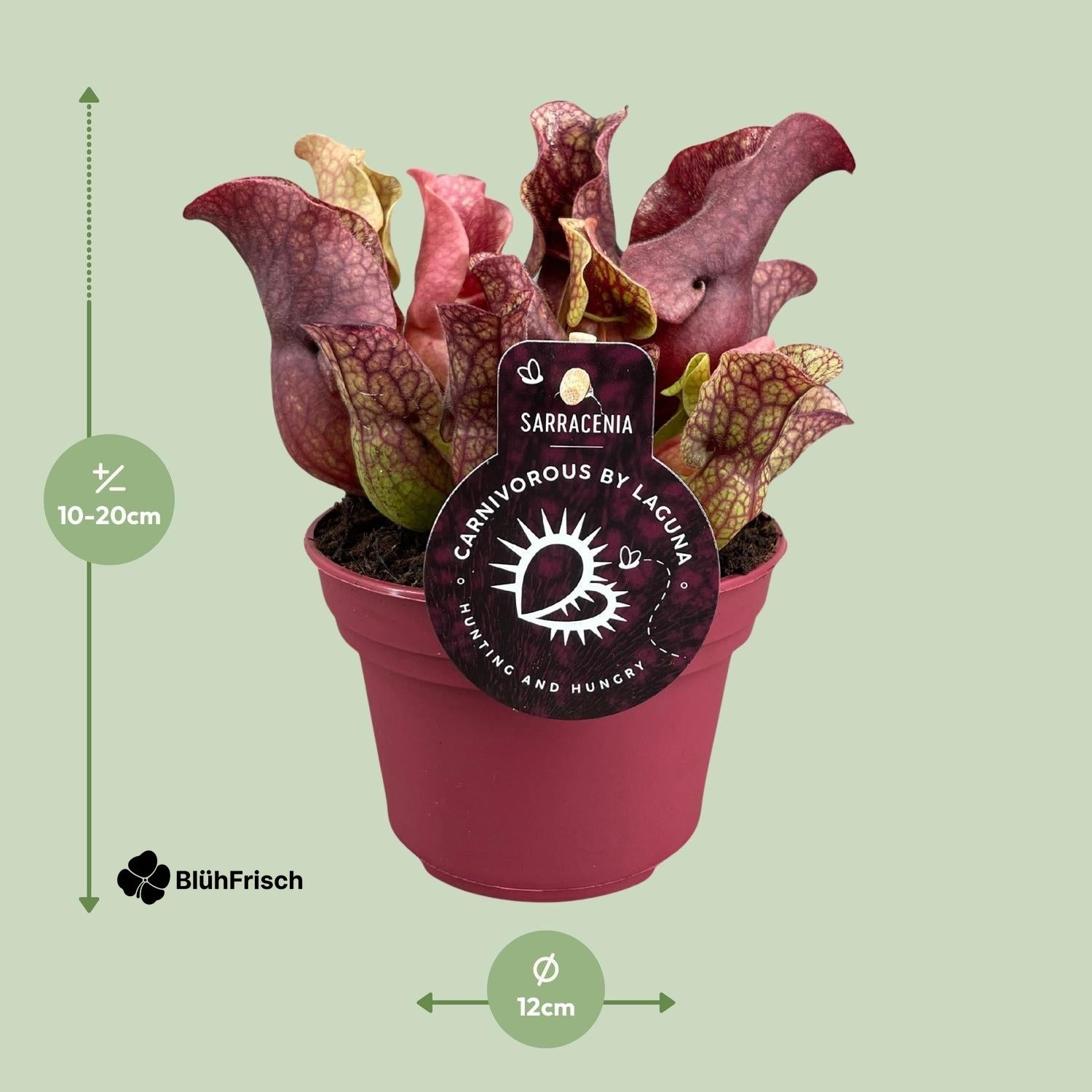 Sarracenia - Ø12cm - ↕20cm