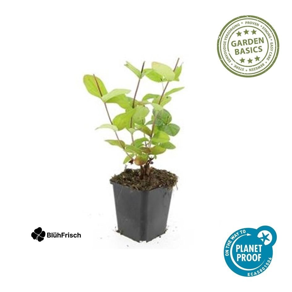 48x Hypericum inodorum 'Beauty' - ↕10-25cm - Ø9cm