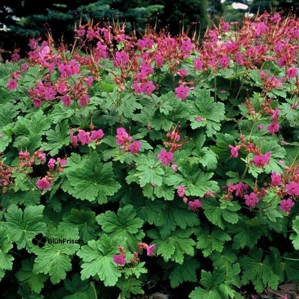 48x Geranium macr. 'Czakor' - ↕10-25cm - Ø9cm