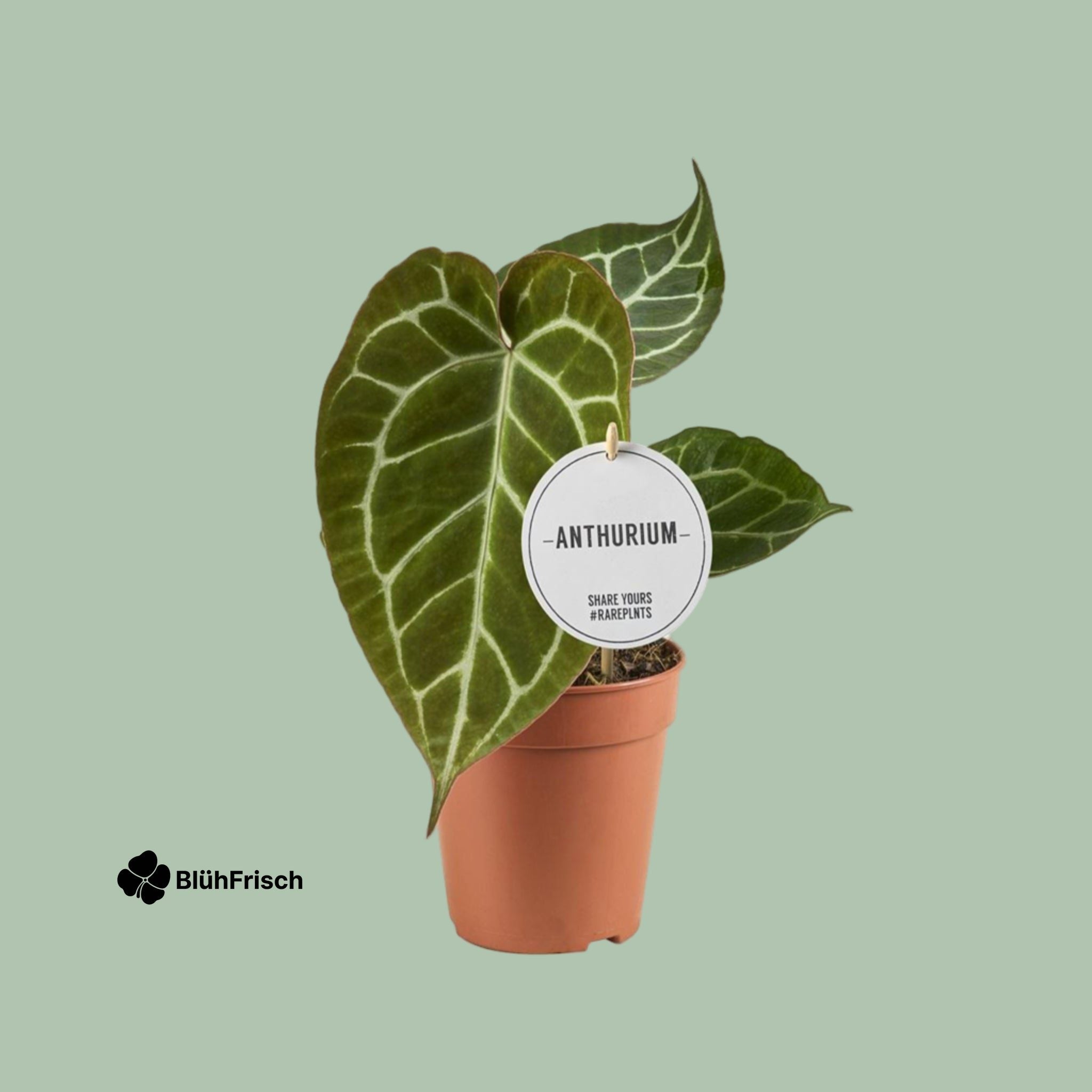 Anthurium Crystallinum - Ø12cm - ↕20cm