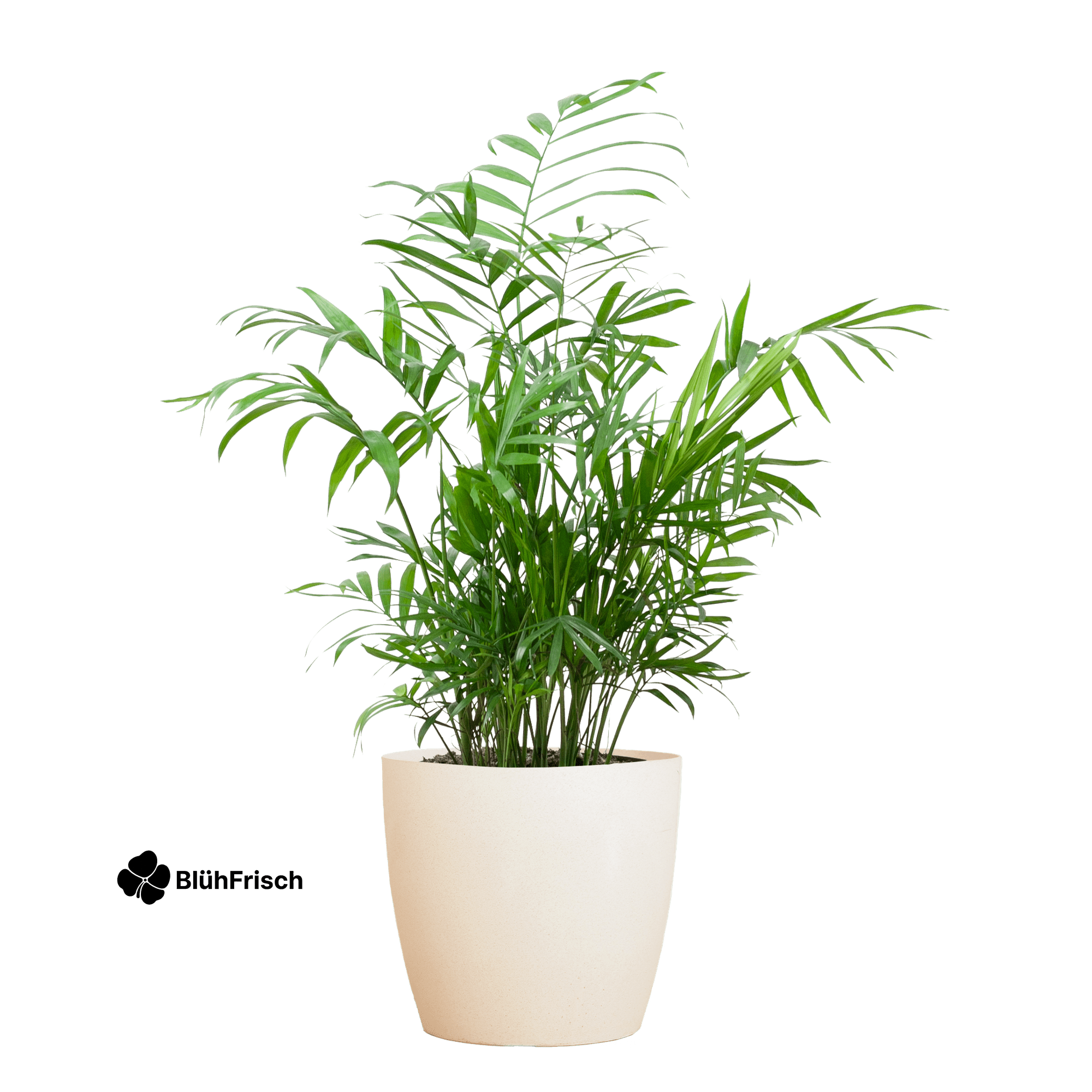 Chamadorea Elegans mit Viber weiß - 55cm - Ø17