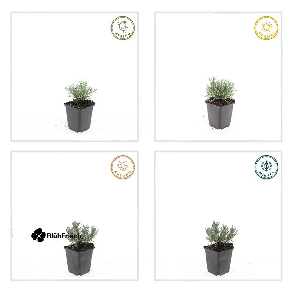 48x Lavandula int. 'Edelweiss' - ↕10-25cm - Ø9cm