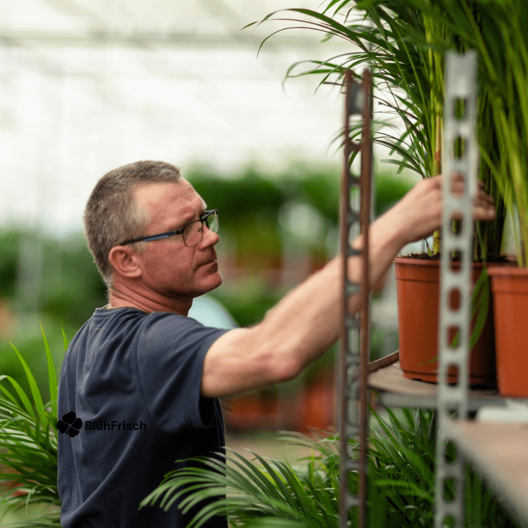 Areca-Palme - Ø21cm - ↕130cm