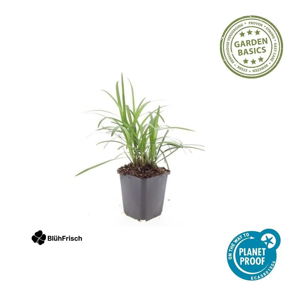 24x Liriope muscari 'Monroe White' - ↕10-25cm - Ø9cm