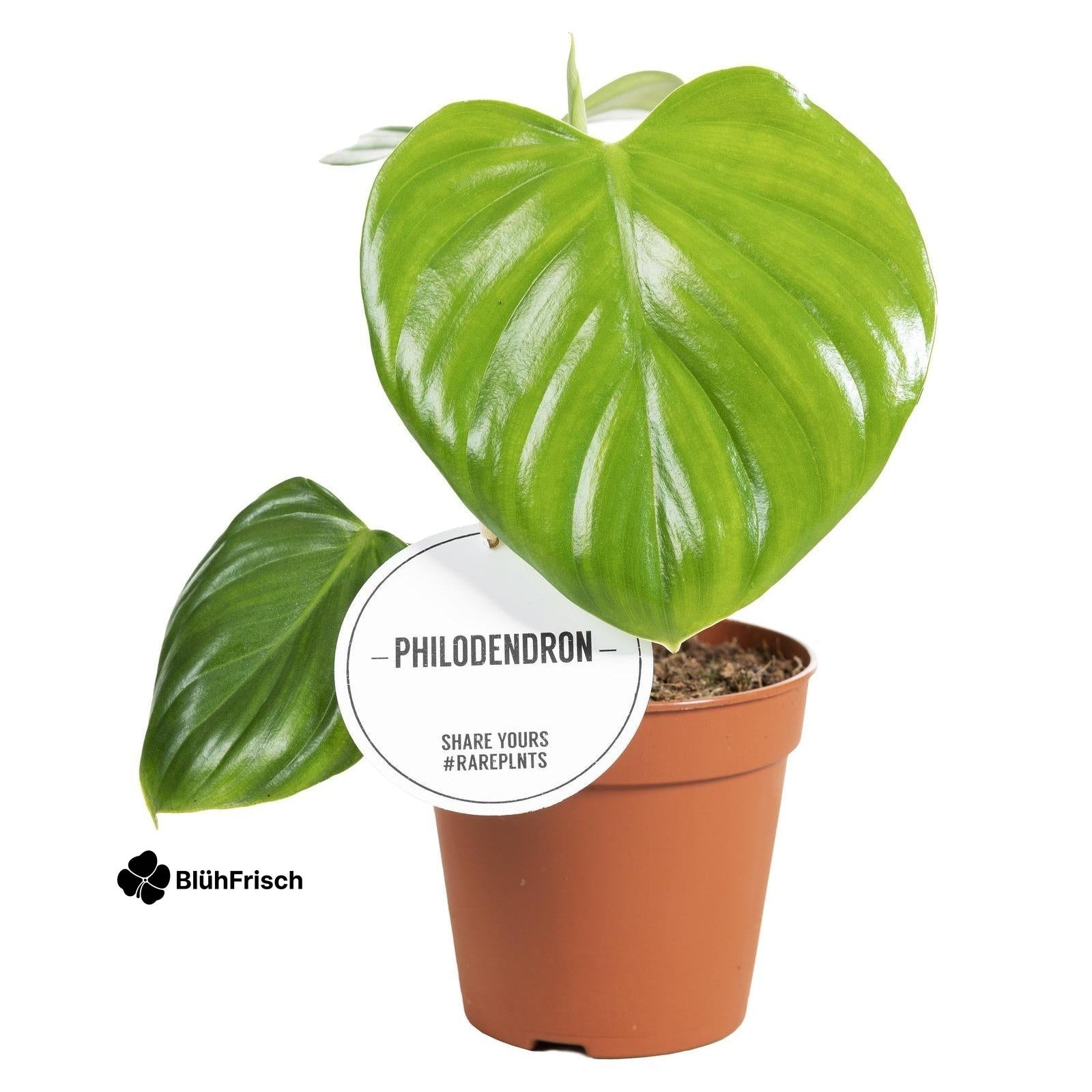 Philodendron Pittieri - Ø12cm - ↕30cm