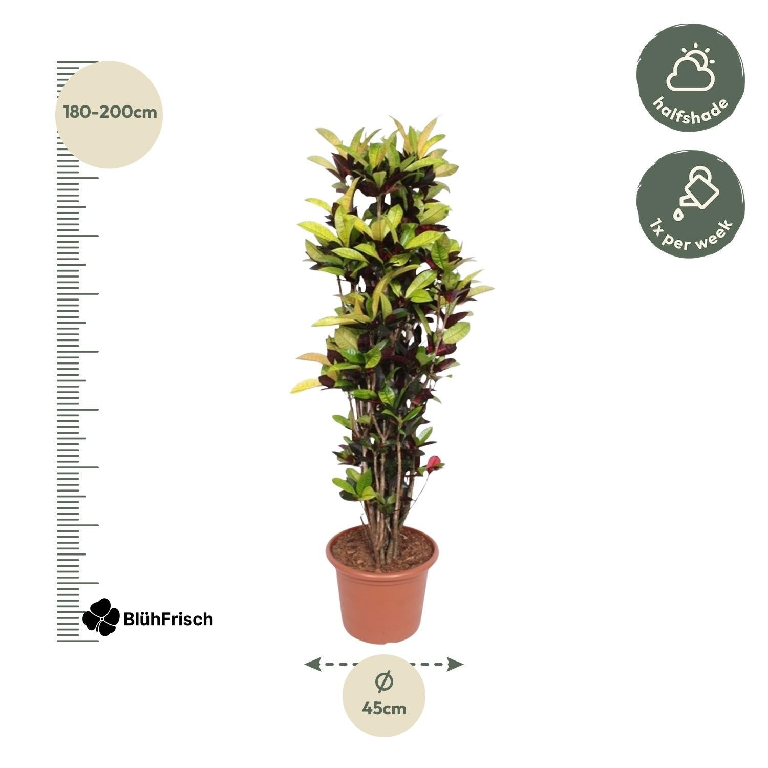 Codiaeum Iceton Croton Iceton - 190 cm - ø45