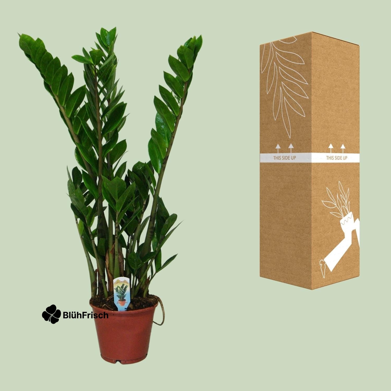 Zamioculcas Zamiifolia - Ø14cm - ↕50cm