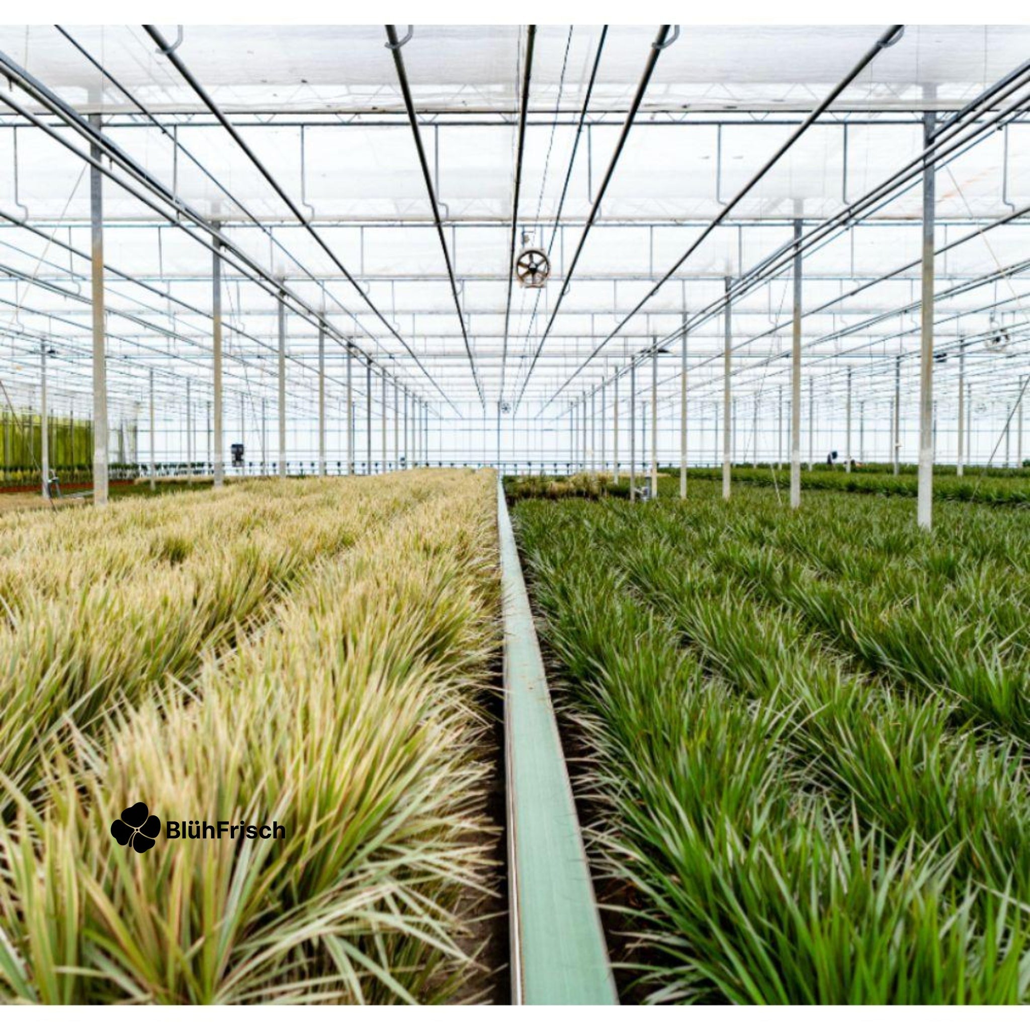 Dracaena Marginata - Ø17cm - ↕90cm