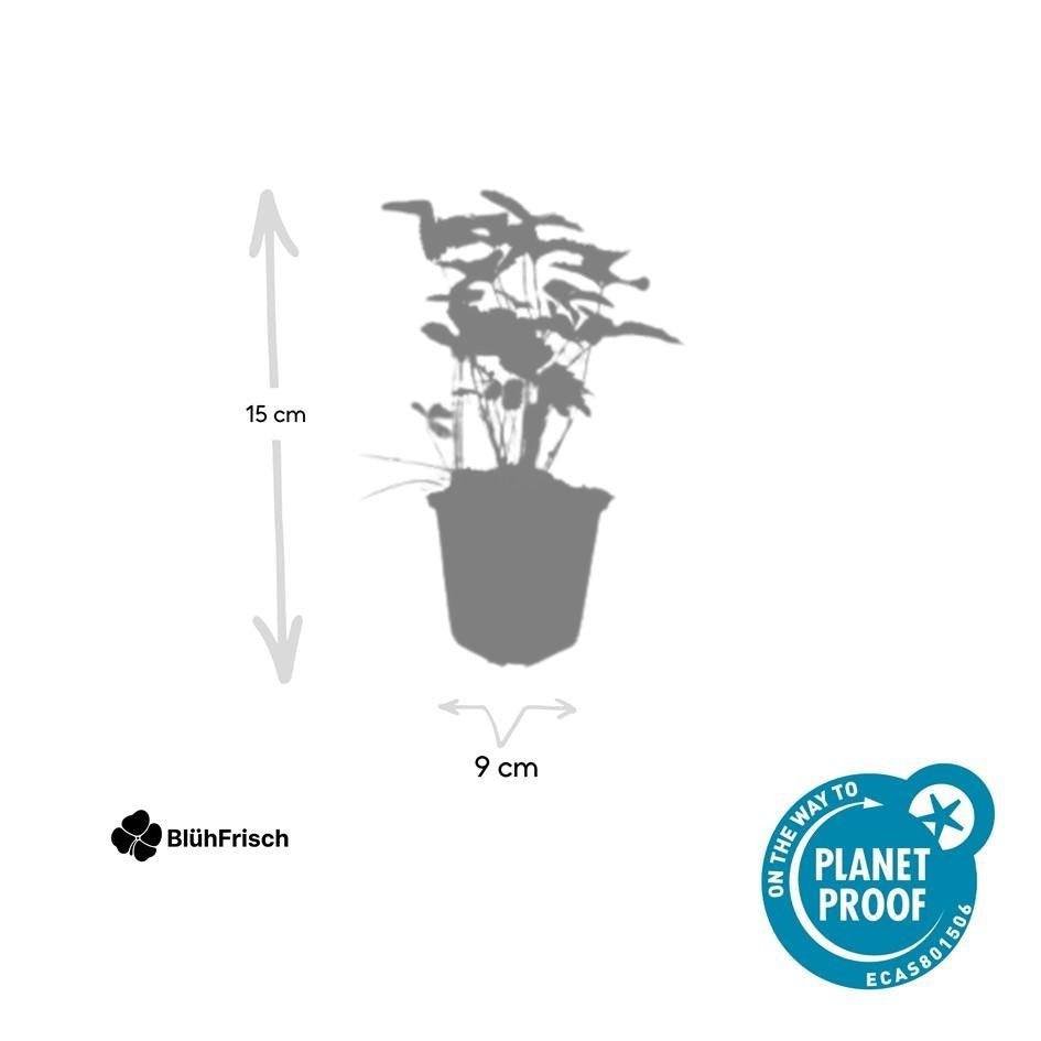 24x Fragaria vesca - ↕10-25cm - Ø9cm