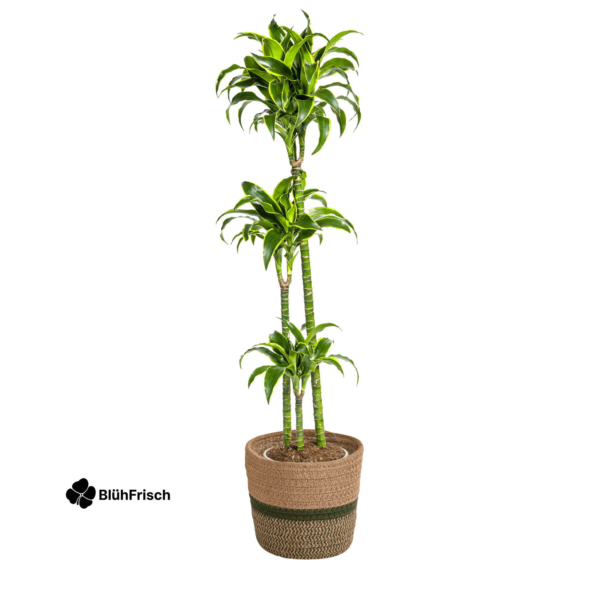 Dracaena Deremensis Dorado mit Korb 120 - 140cm