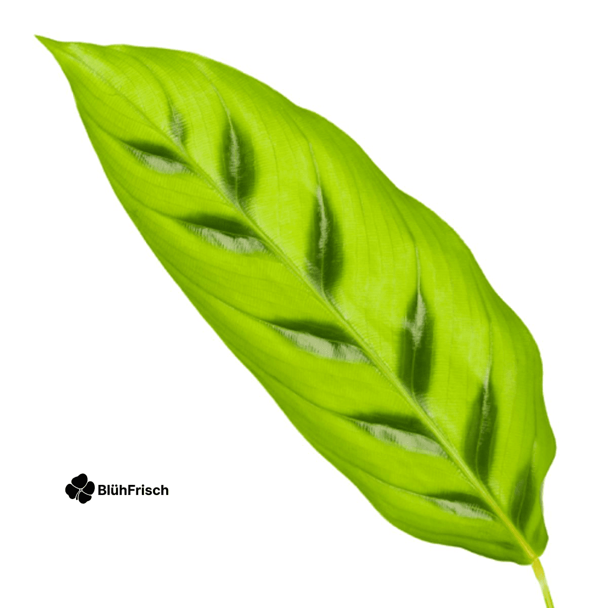 Calathea Leopardina - 35 cm - Ø12cm