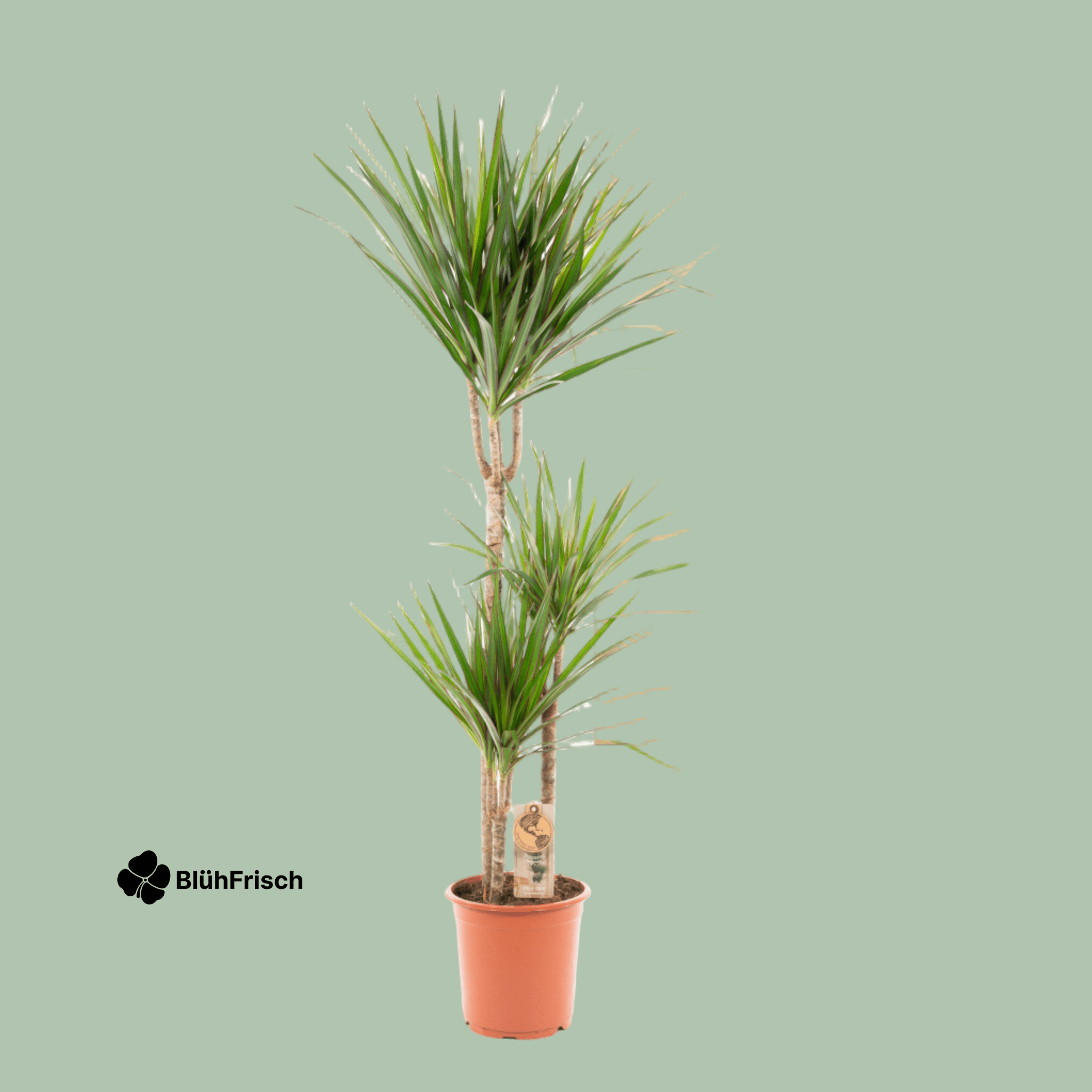 Dracaena Marginata - Ø21cm - ↕120cm