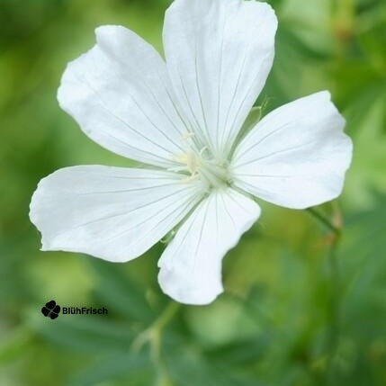 48x Geranium sang. 'Album' - ↕10-25cm - Ø9cm