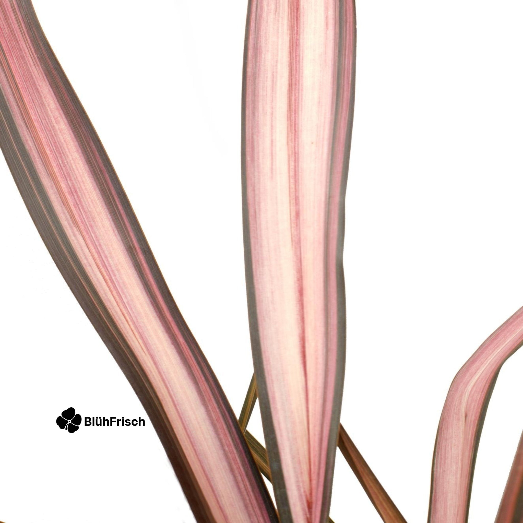 Phormium Neuseeländischer Flachs - Ø14cm - ↕50cm