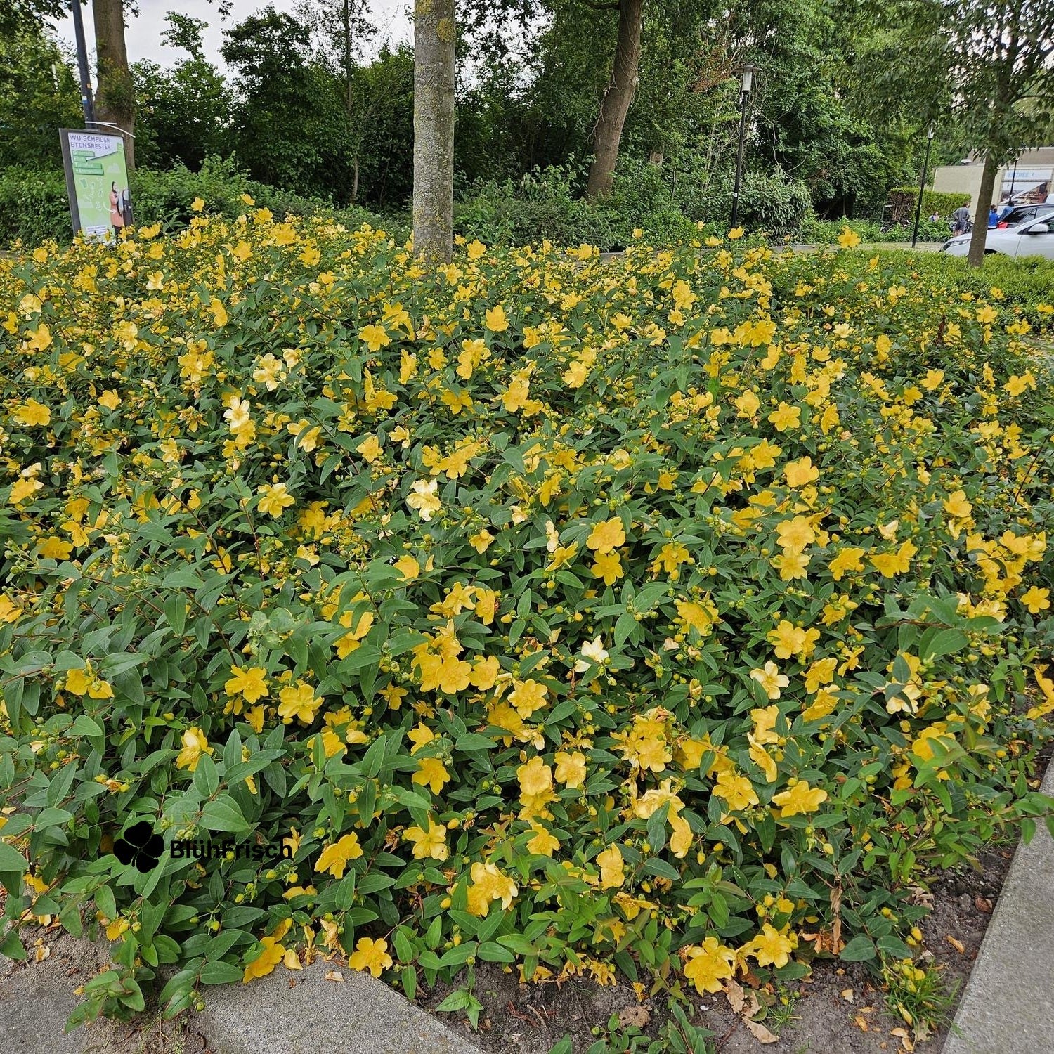 48x Hypericum 'Hidcote' - ↕10-25cm - Ø9cm