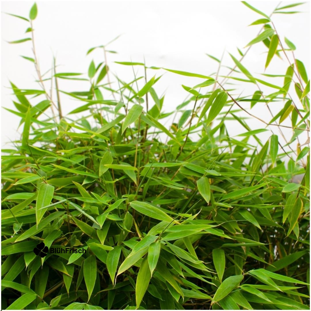 Schirm-Bambus - Ø 29 cm - ↨ 70 cm