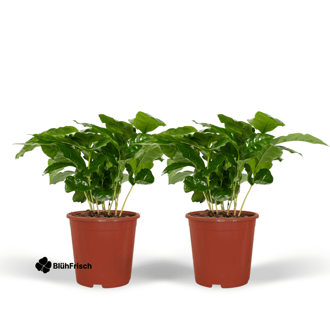 Coffea Arabica Kaffeepflanze - 2 Stücke - Ø12cm - ↕25cm