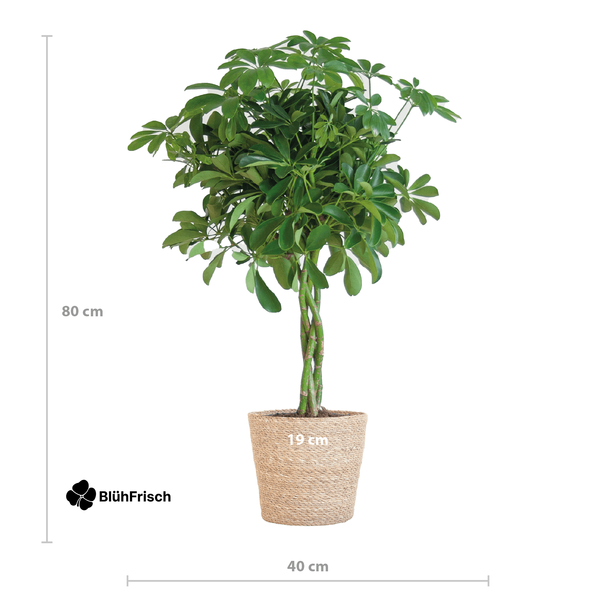 Schefflera Arab Nora mit Korb Sofia natur - 70cm - Ø21