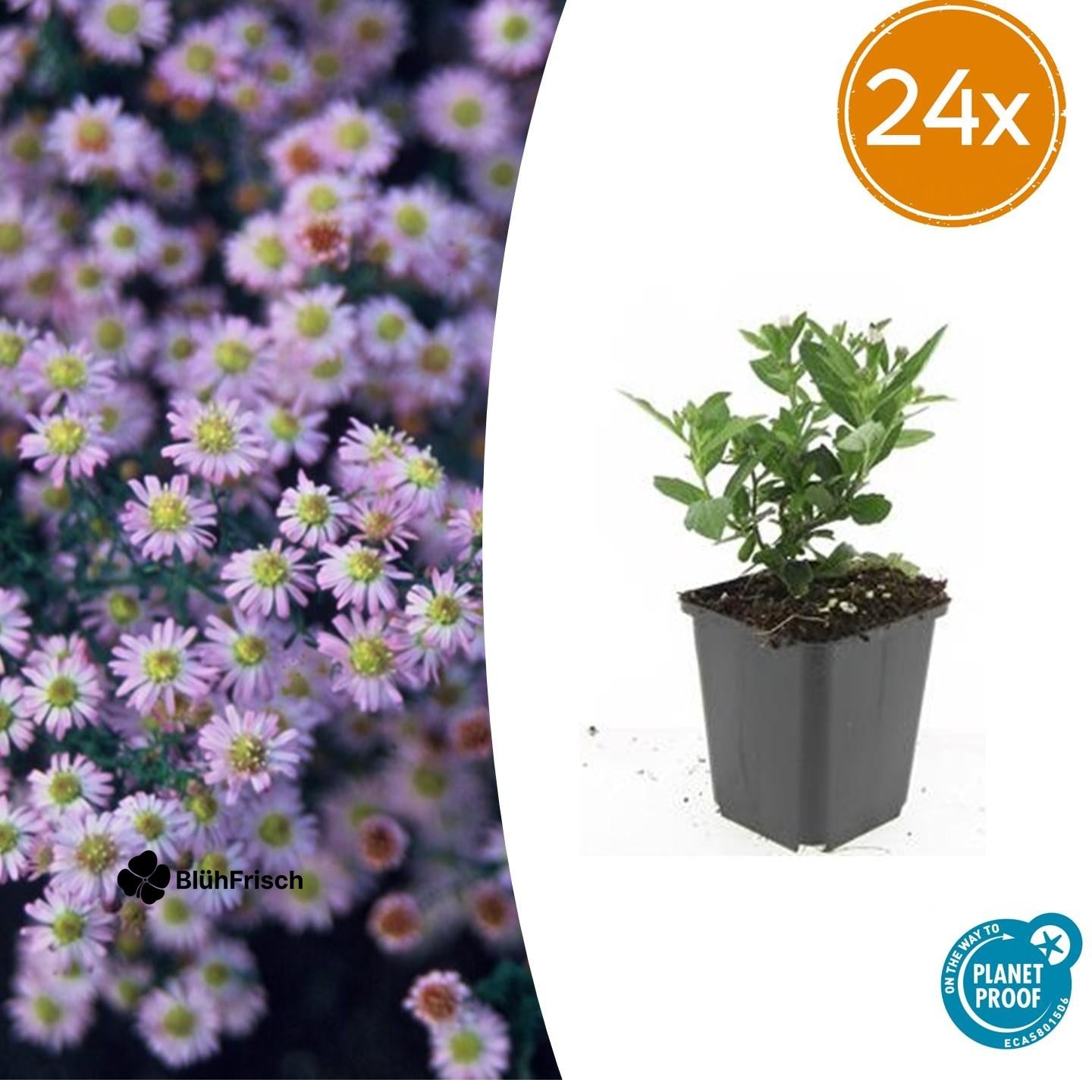 24x Aster ageratoides 'Stardust' - ↕10-25cm - Ø9cm