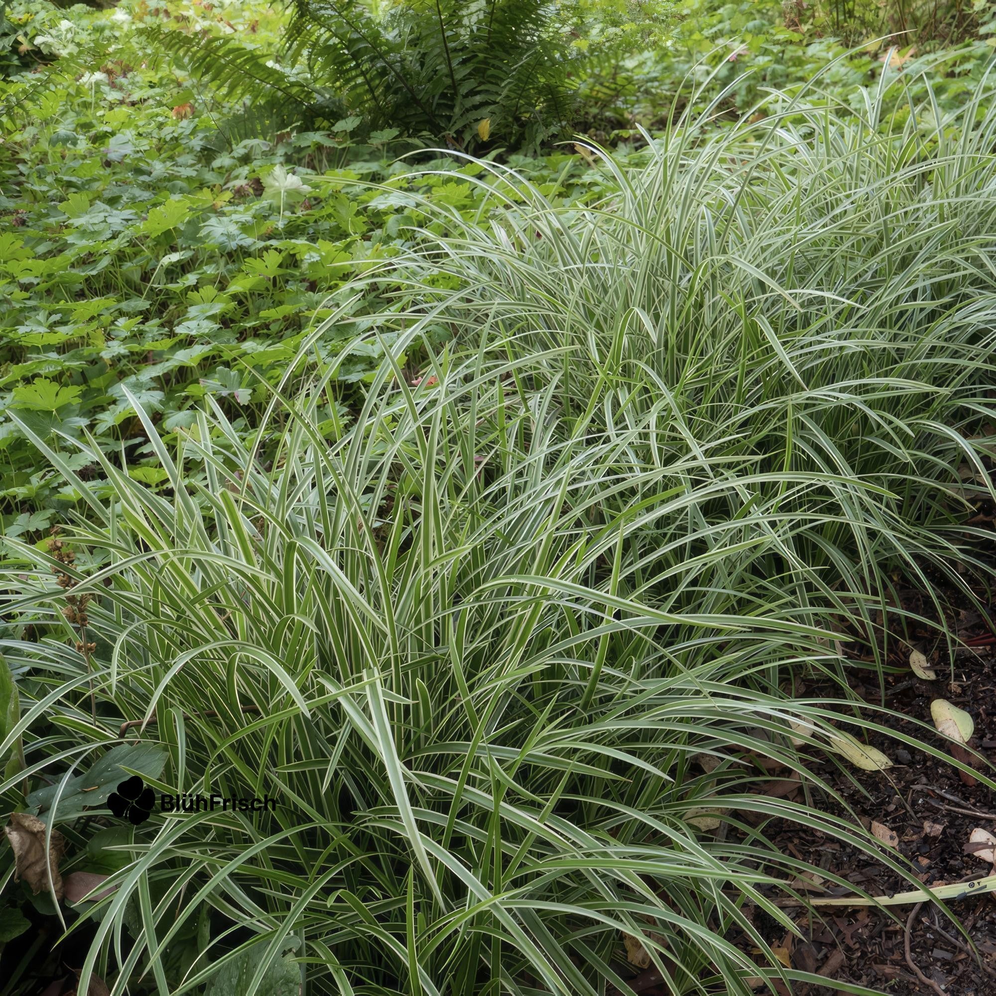 24x Carex morrowii 'Ice Dance' - ↕10-25cm - Ø9cm