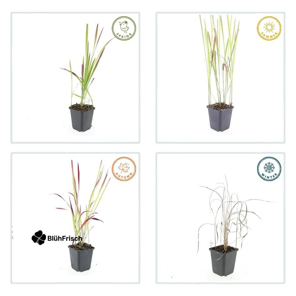48x Imperata cylindrica 'Red Baron' - ↕10-25cm - Ø9cm