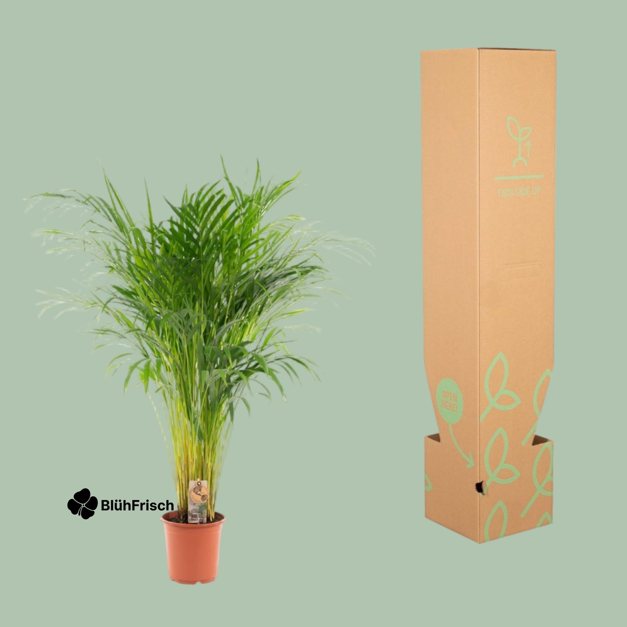 Areca-Palme - Ø21cm - ↕110cm