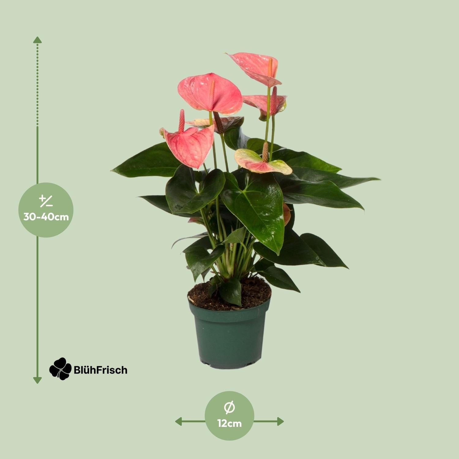 Anthurium Sweet Dream - Ø12cm - ↕35cm