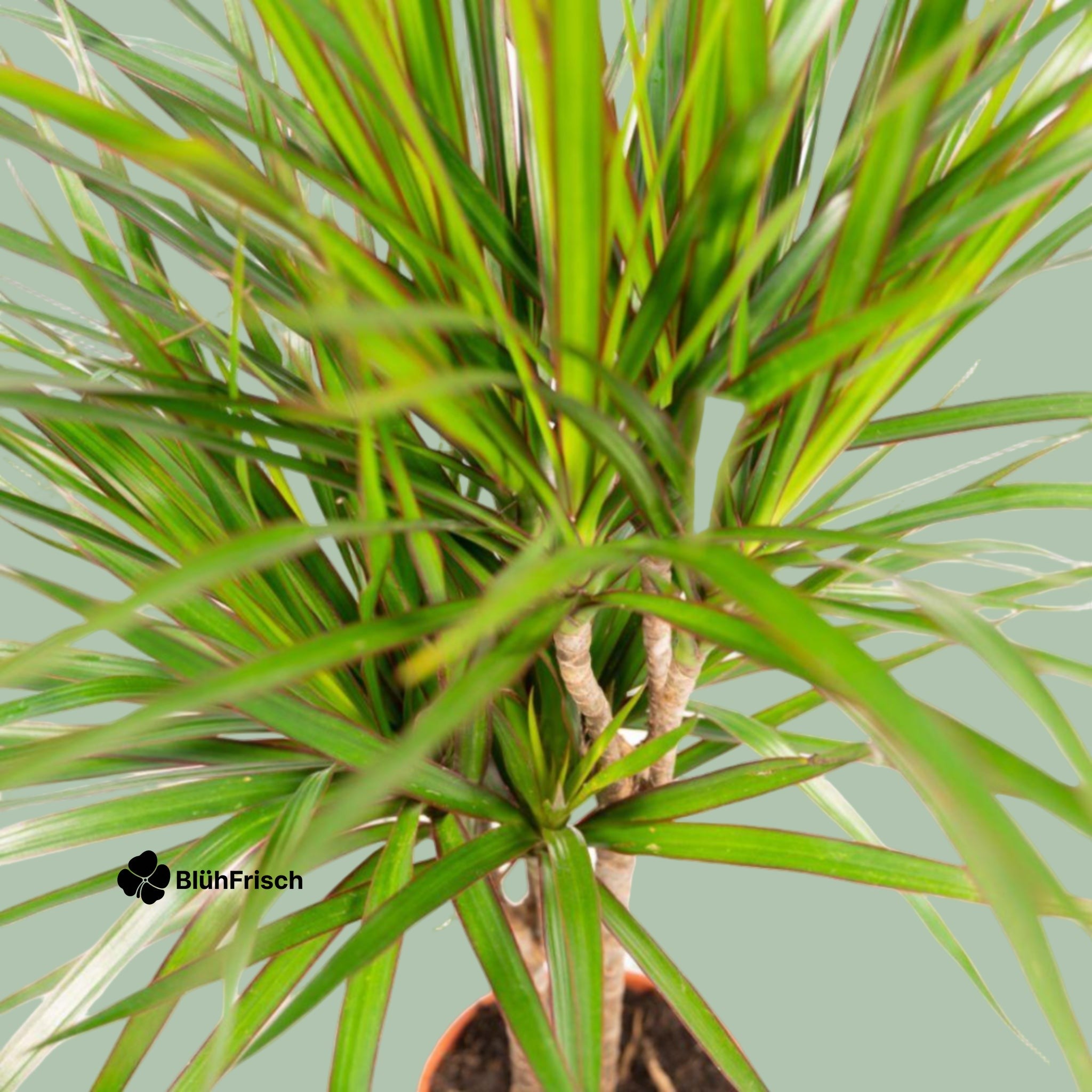 Dracaena Marginata - Ø17cm - ↕90cm