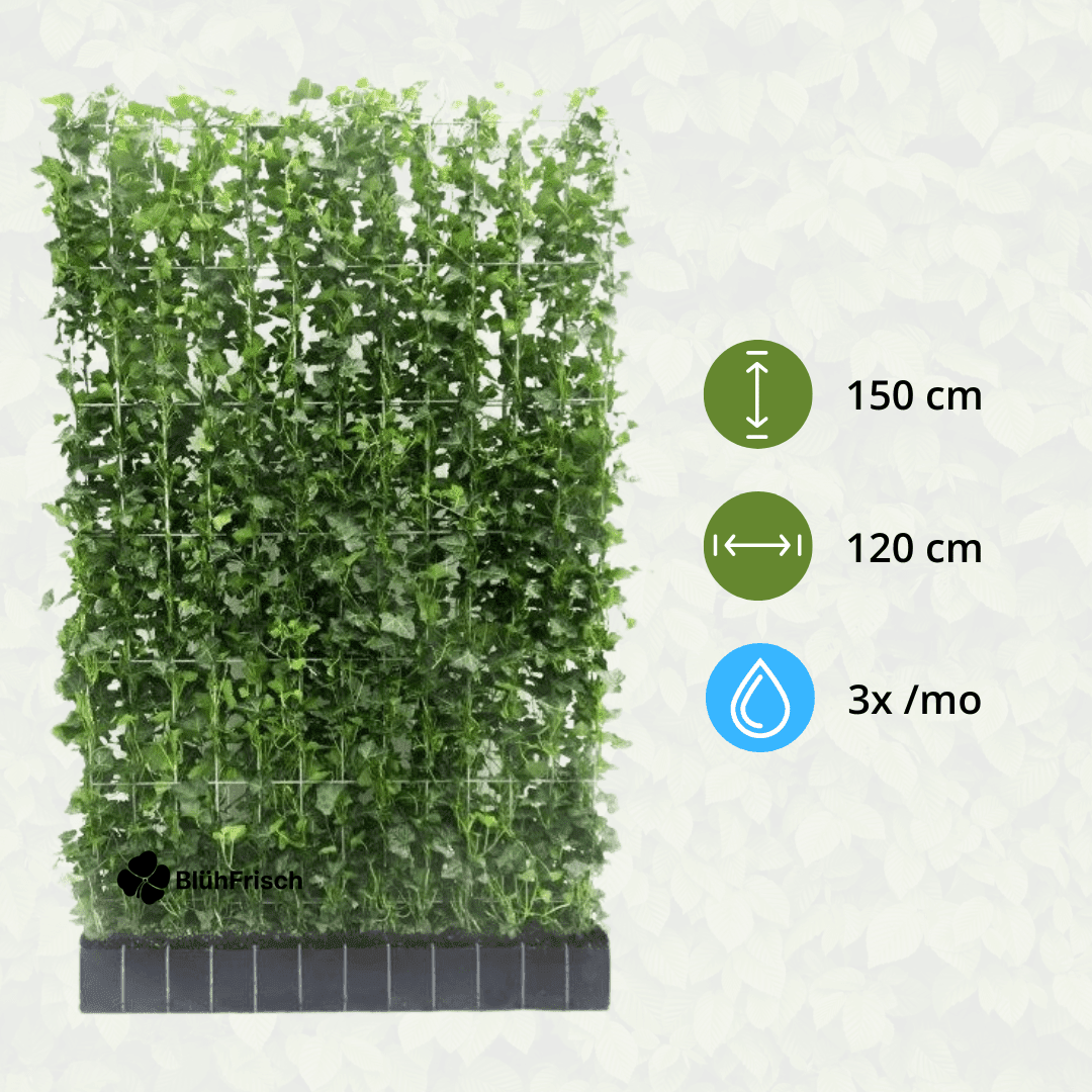 Hedera Hibernica - Efeu - Fertighecke - ↨150 cm