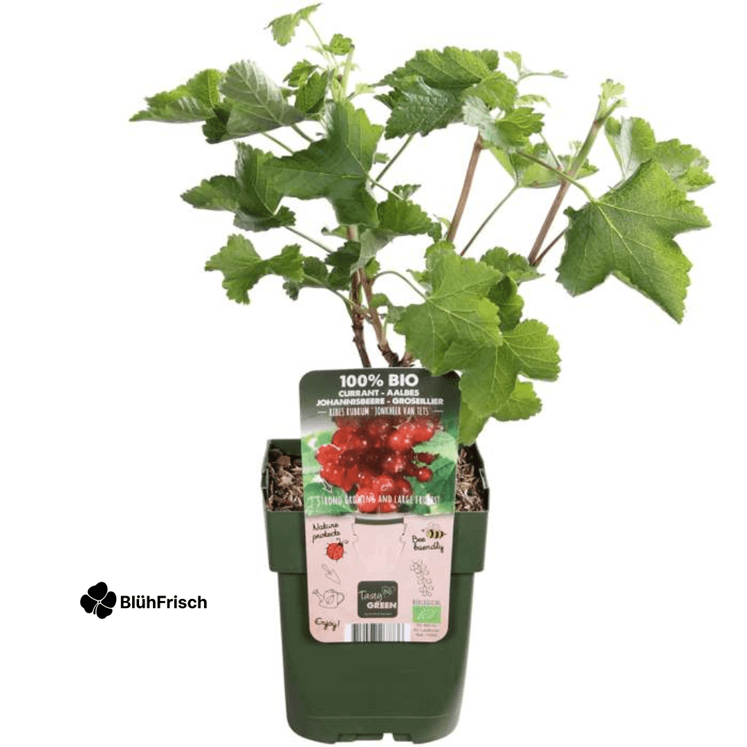 3 x Bio-Stachelbeerpflanzen – Ø 13 cm – ↨ 20 cm