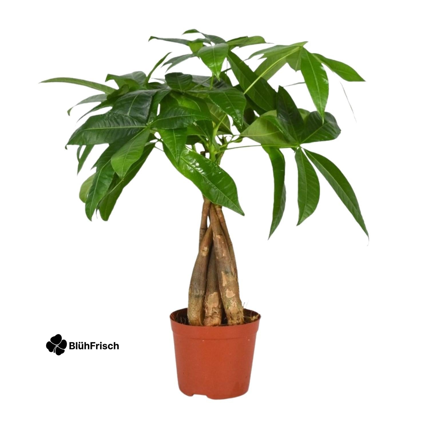 Pachira Aquatica - Ø12cm - ↕35cm