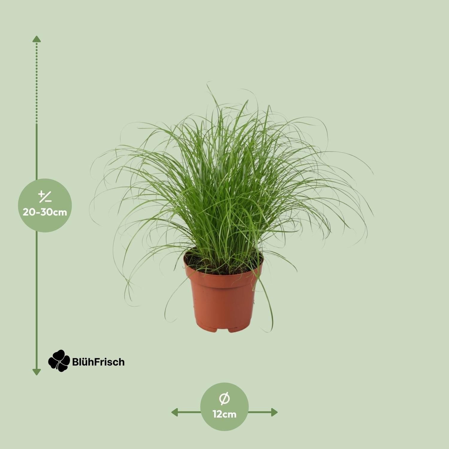 Cyperus Alternifolius Zumula - Ø12cm - ↕28cm