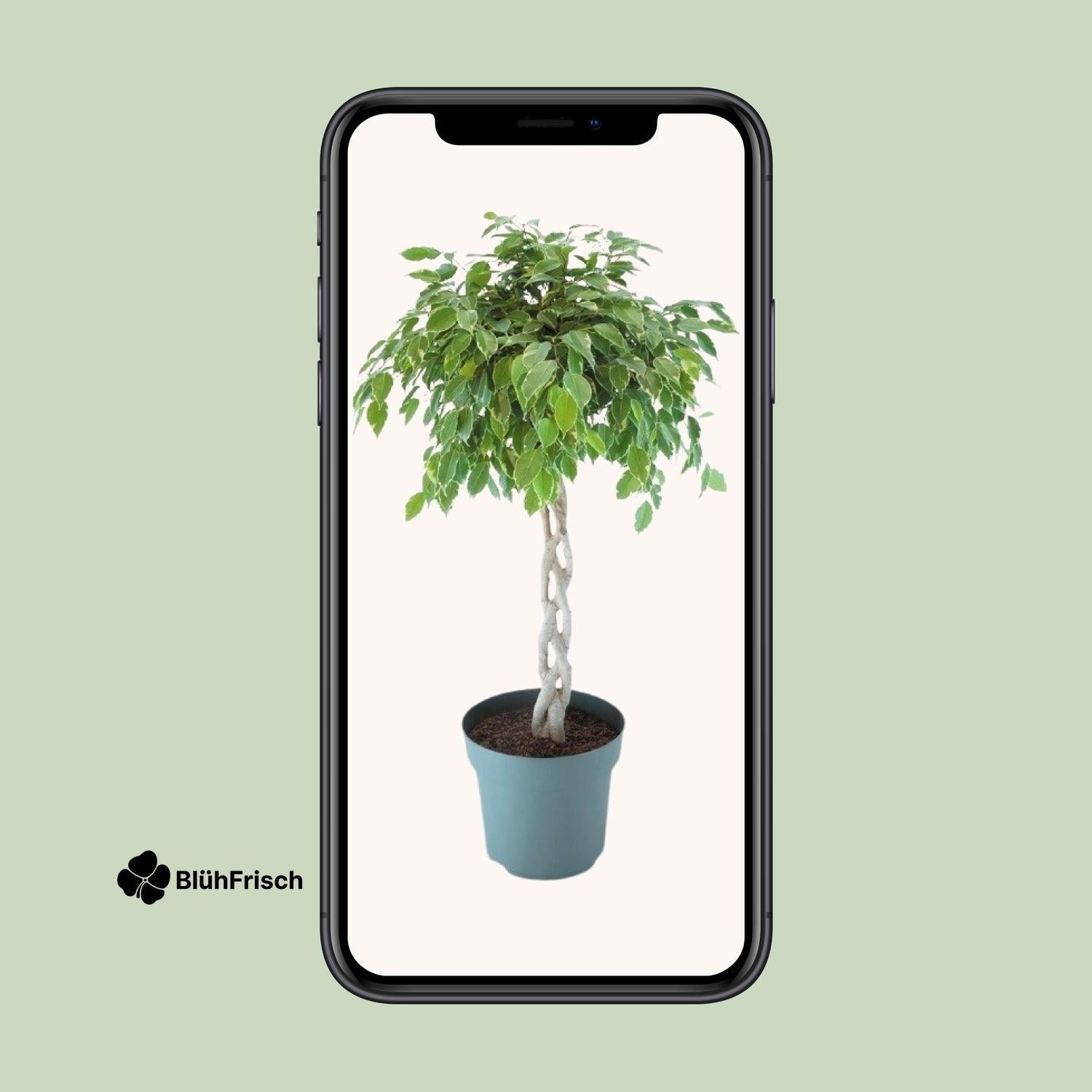 Ficus Safrana / Golden King Gevlochten - Ø27cm - ↕110cm