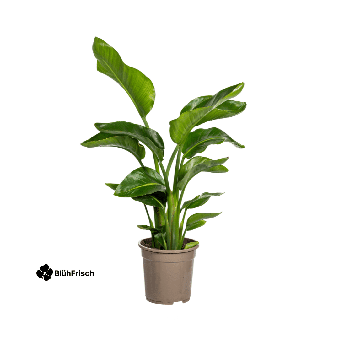 Strelitzia Nicolai Ø21cm - ↕90 - 110cm