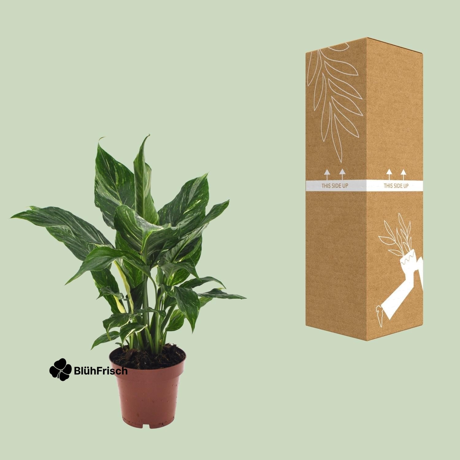 Spathiphyllum Diamond - Ø12cm - ↕40cm
