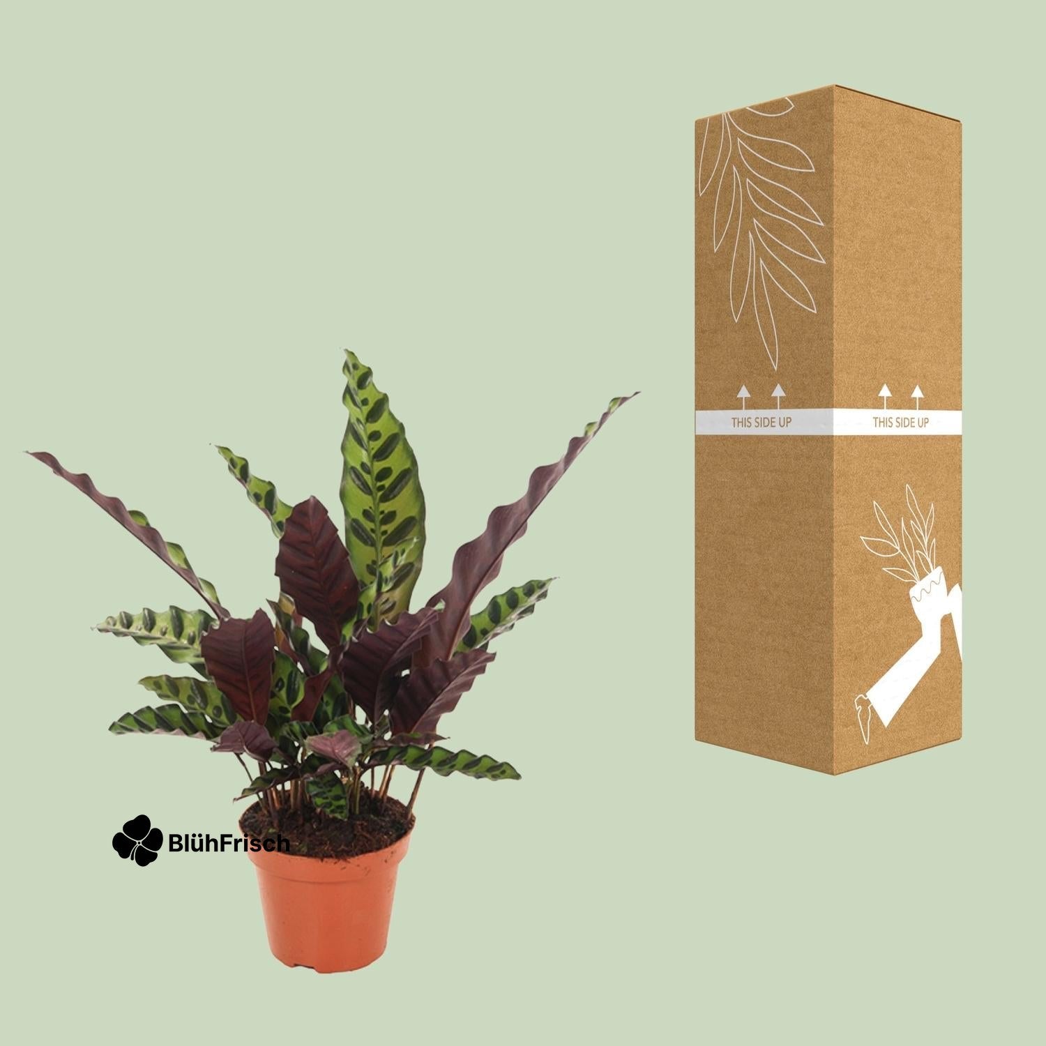 Calathea Insignis - Ø12cm - ↕50cm