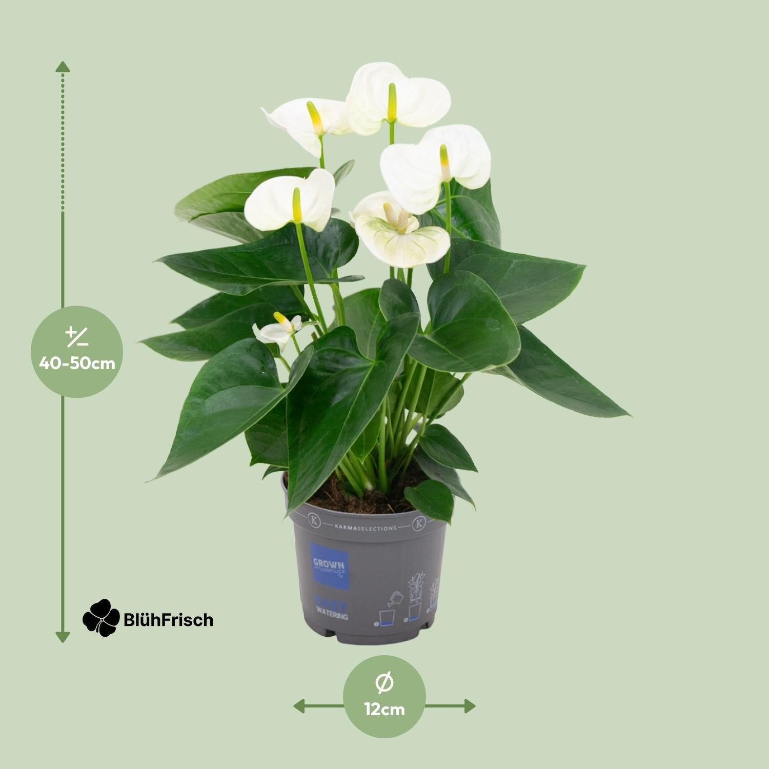 Anthurium White - Ø12cm - ↕43cm