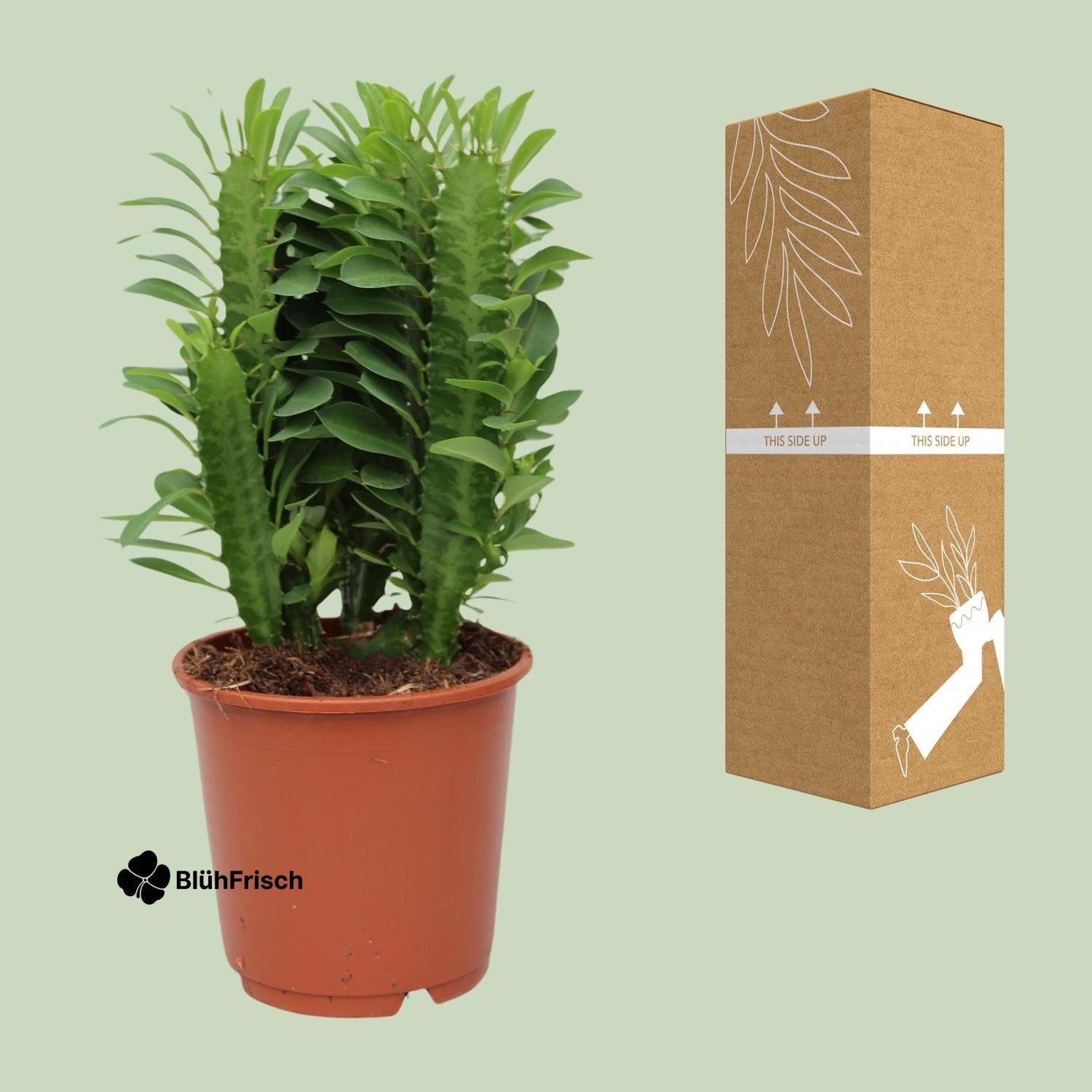 Euphorbia Trigona - Ø12 cm - Höhe ca.40 cm