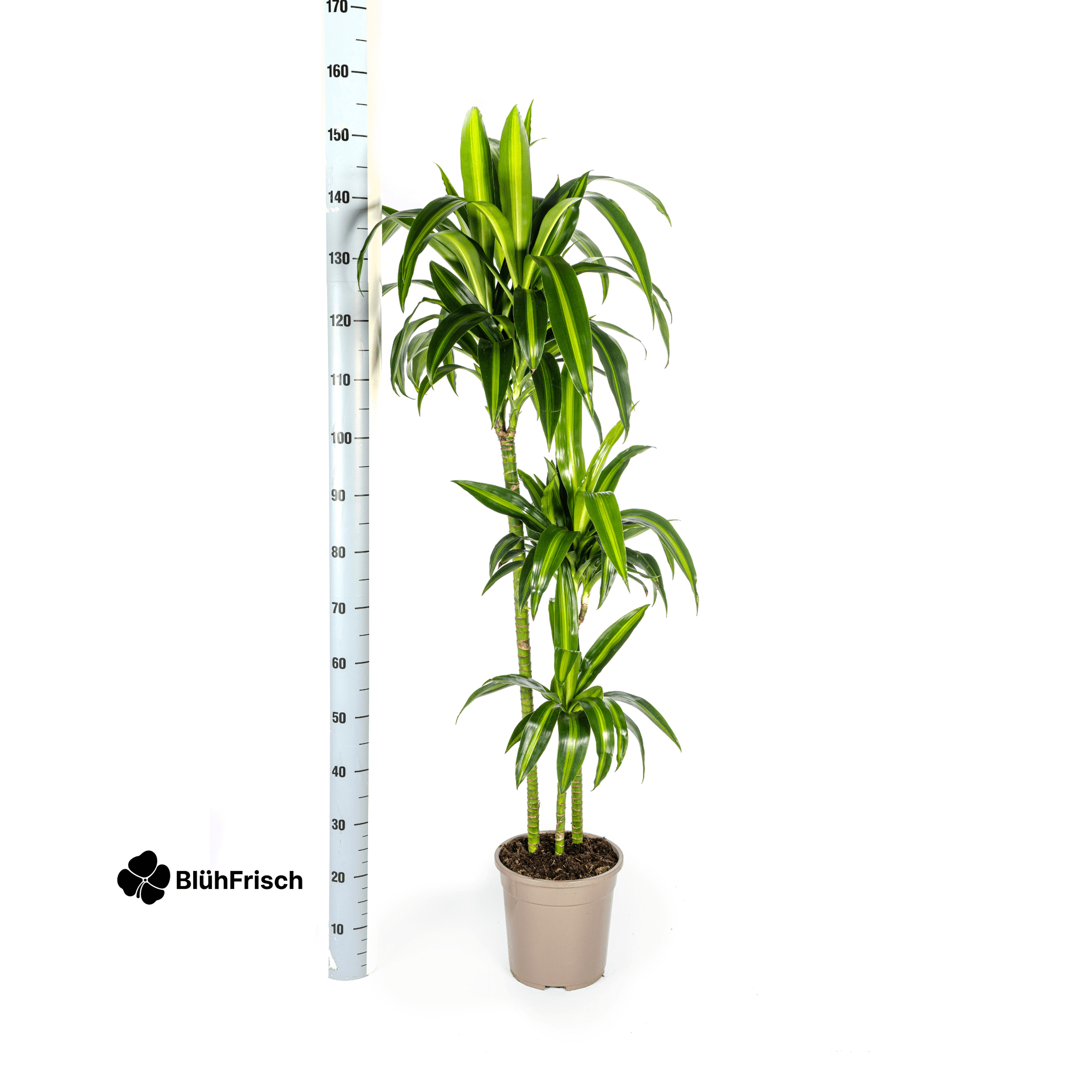 Dracaena Hawaiian Sunshine mit Korb 130 - 150cm