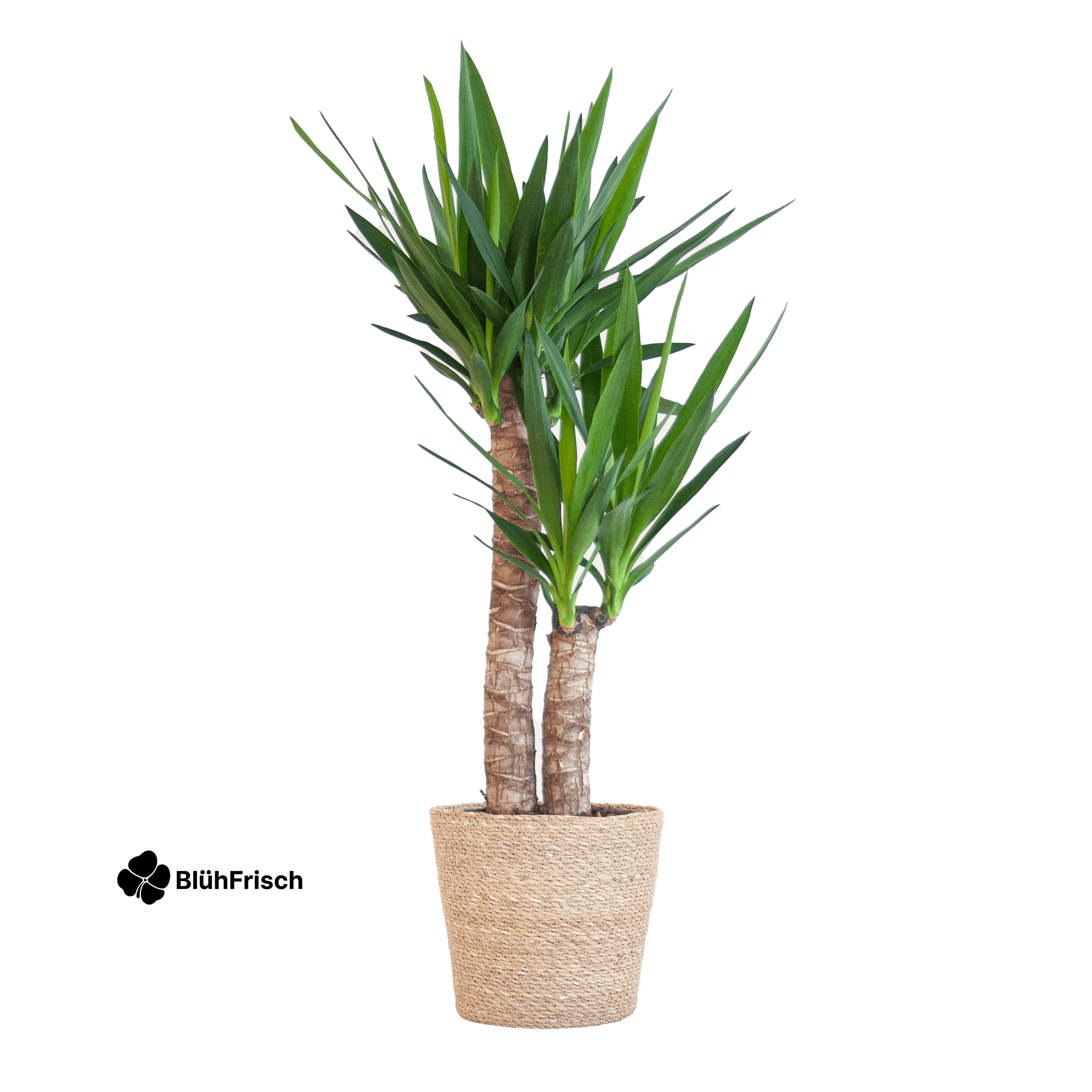Yucca Elephantipes mit Sofia-Korb natur - 90cm - Ø21
