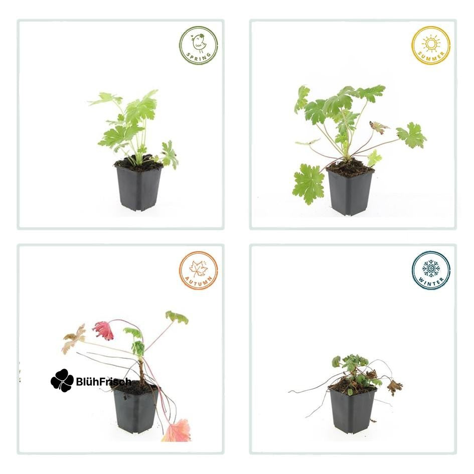 24x Geranium macr. 'Ingwersen's Var.' - ↕10-25cm - Ø9cm