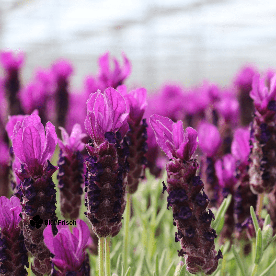 6x Lavandula stoechas Anouk® - 12 cm pot - Set van 6 Franse Lavendels