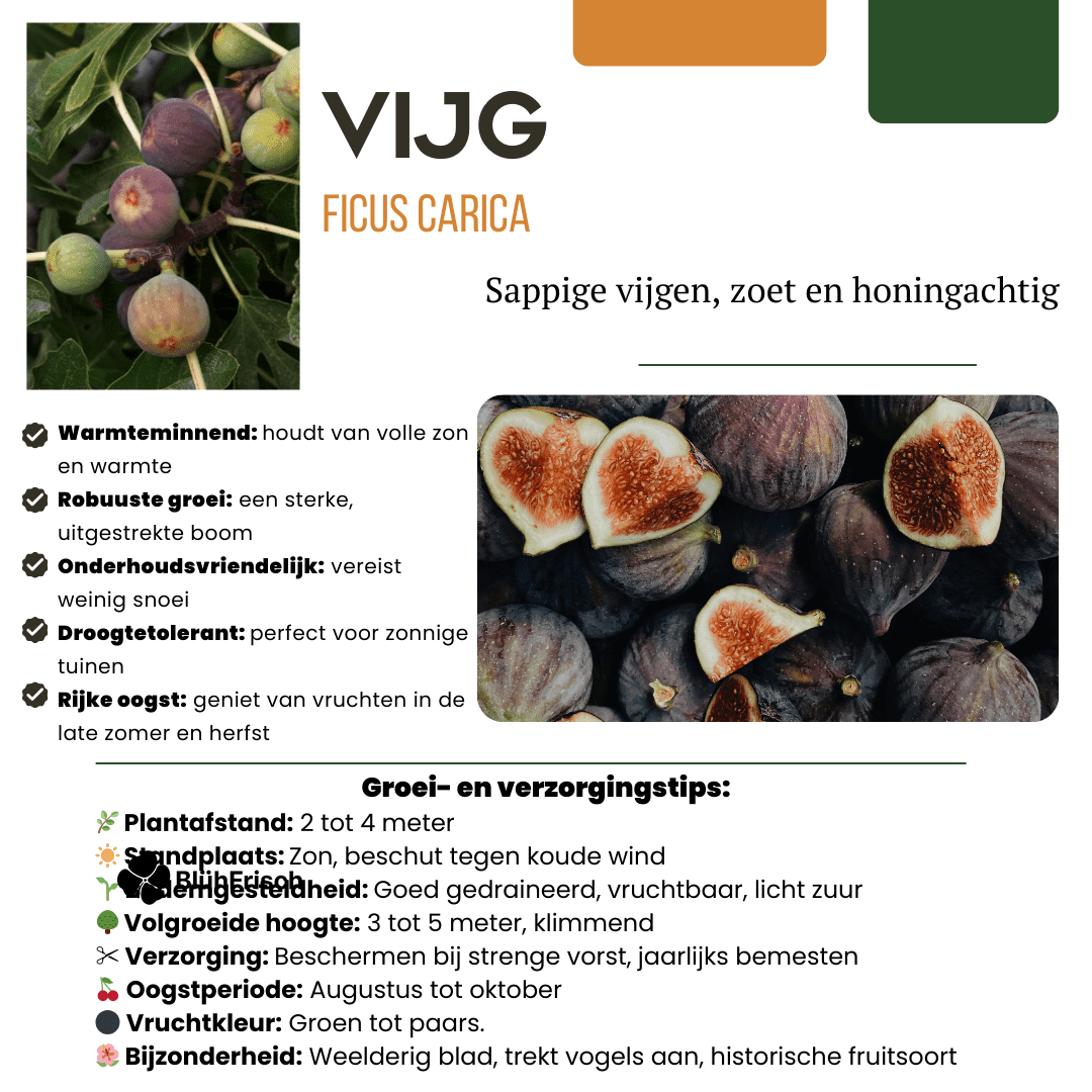 6 x Bio-Feigenbäume – Ø 13 cm – ↨ 20 cm