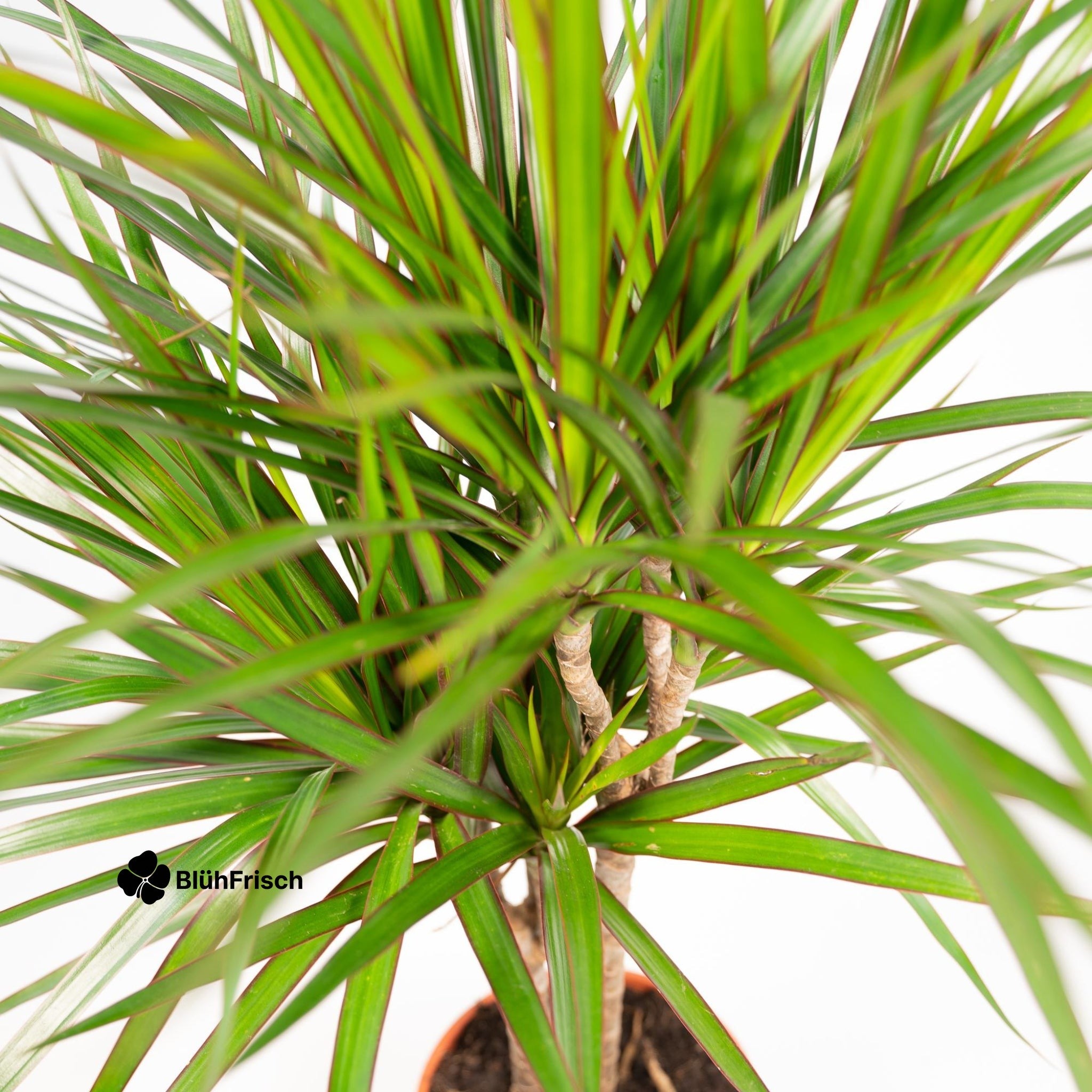 Dracaena Marginata - Ø21cm - ↕120cm
