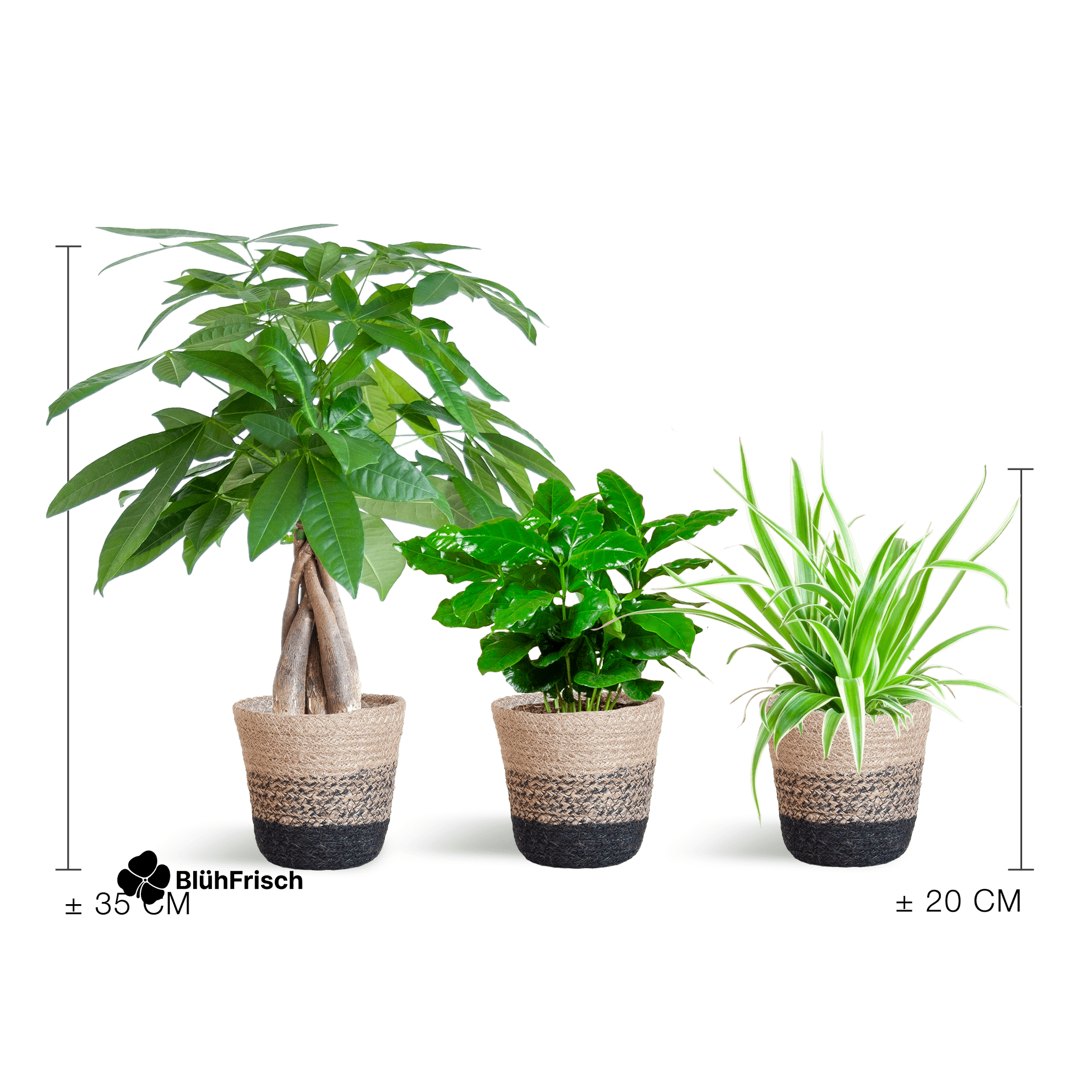 Tierfreundlicher Pflanzenkasten - klein - mit Korb Lissabon schwarz - Ø12