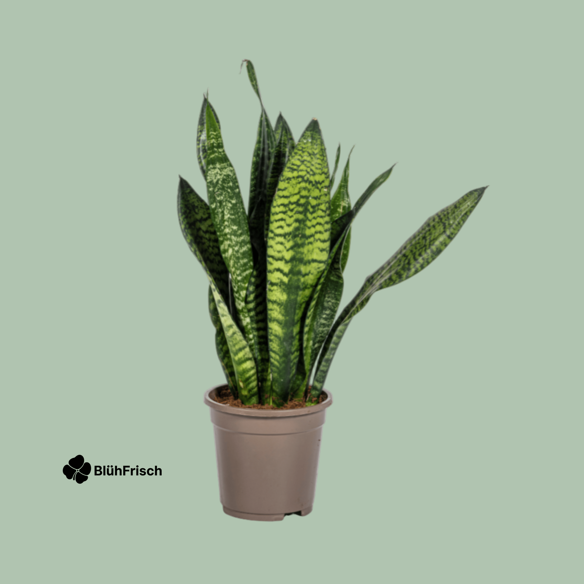 Sansevieria Trifasciata Bogenhanf Ø17cm - ↕55 - 65cm