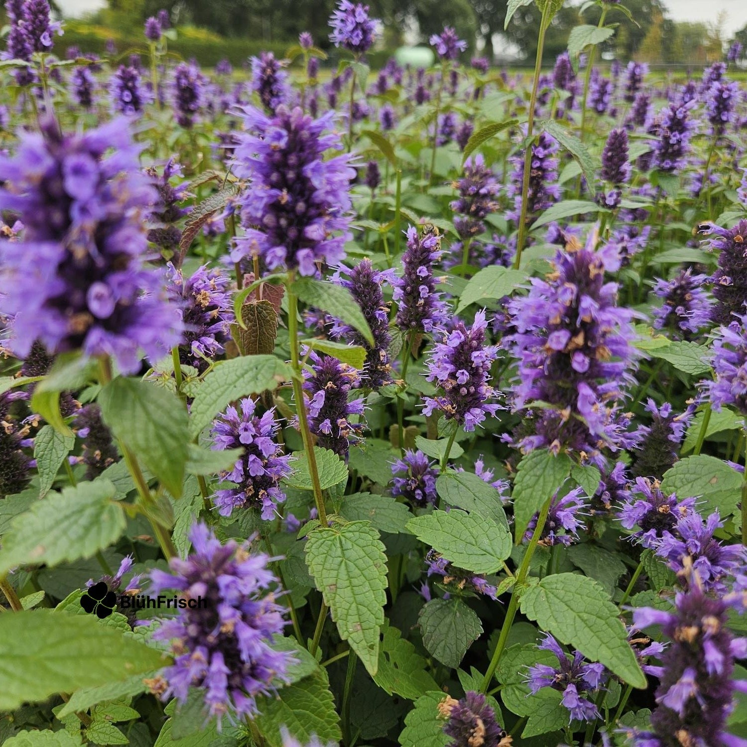 48x Agastache 'Blue Fortune' - ↕10-25cm - Ø9cm