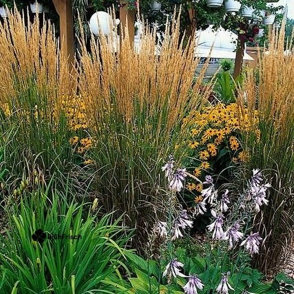 48x Calamagrostis acut. 'Karl Foerster' - ↕10-25cm - Ø9cm