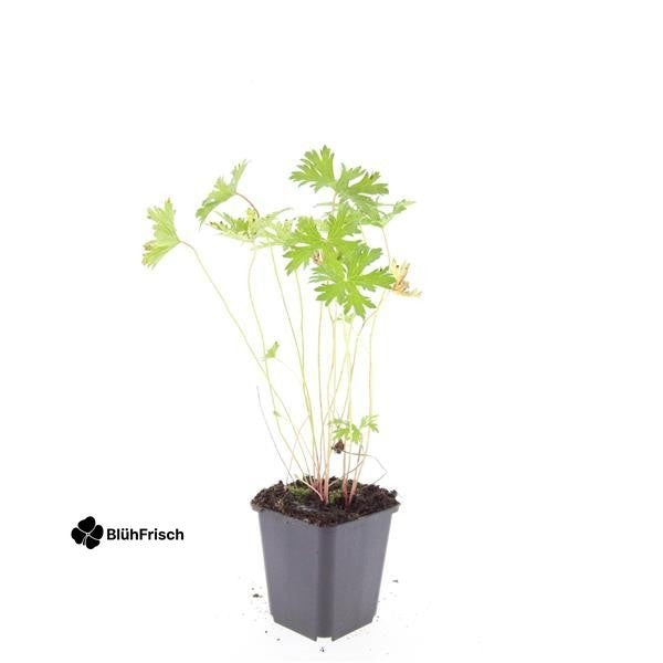 24x Geranium 'Johnson's Blue' - ↕10-25cm - Ø9cm