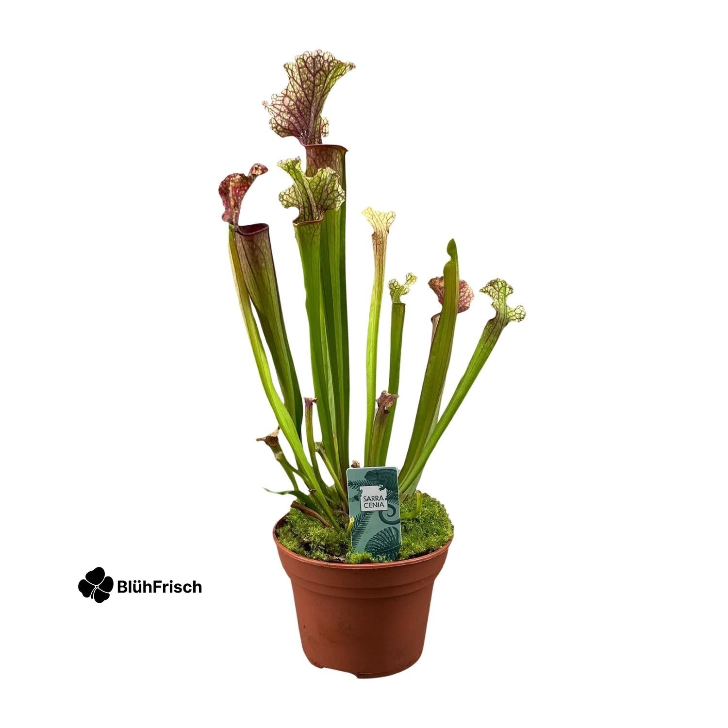 Sarracenia Judith Hindle - Ø12cm - ↕30cm